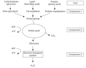 Aerobic Energy System