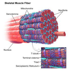 muscular hypertrophy - skeletal muscle