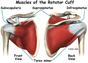 rehabilitation procedures for a dislocated shoulder rotator cuff
