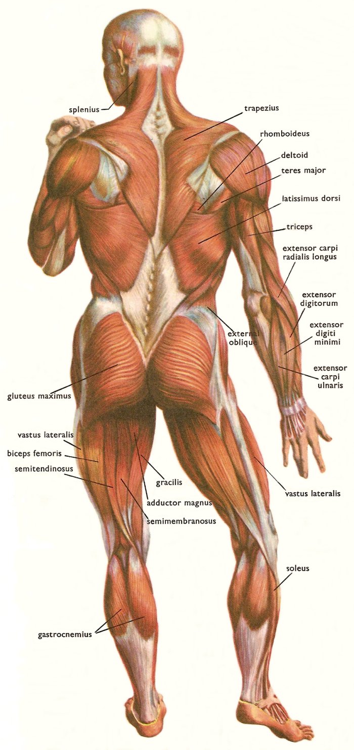 Major muscles involved in movement HSC PDHPE