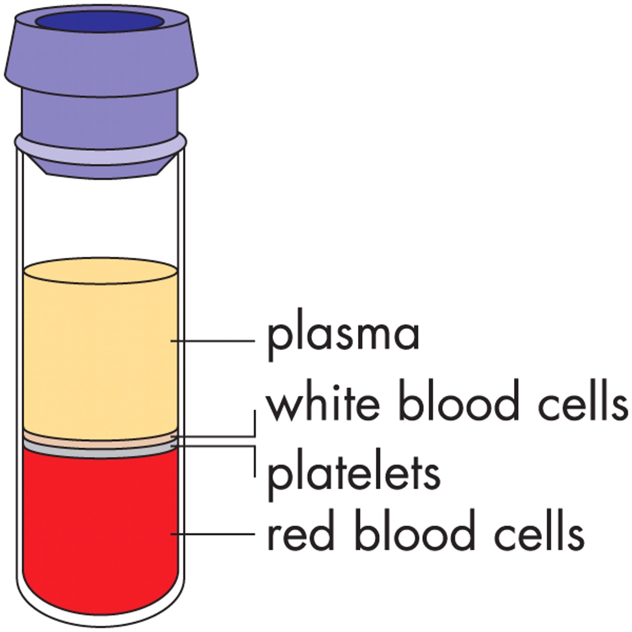 Components of blood HSC PDHPE