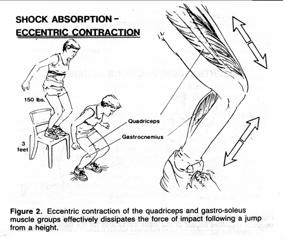 How the body absorbs force HSC PDHPE